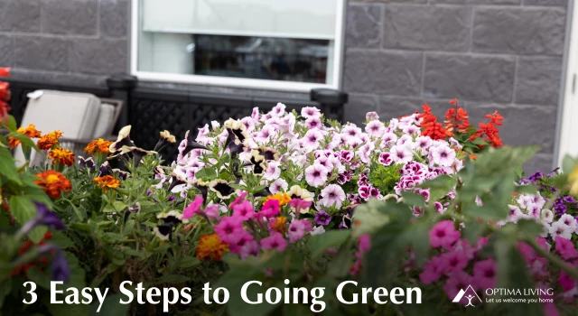 3 Easy Steps to Going Green